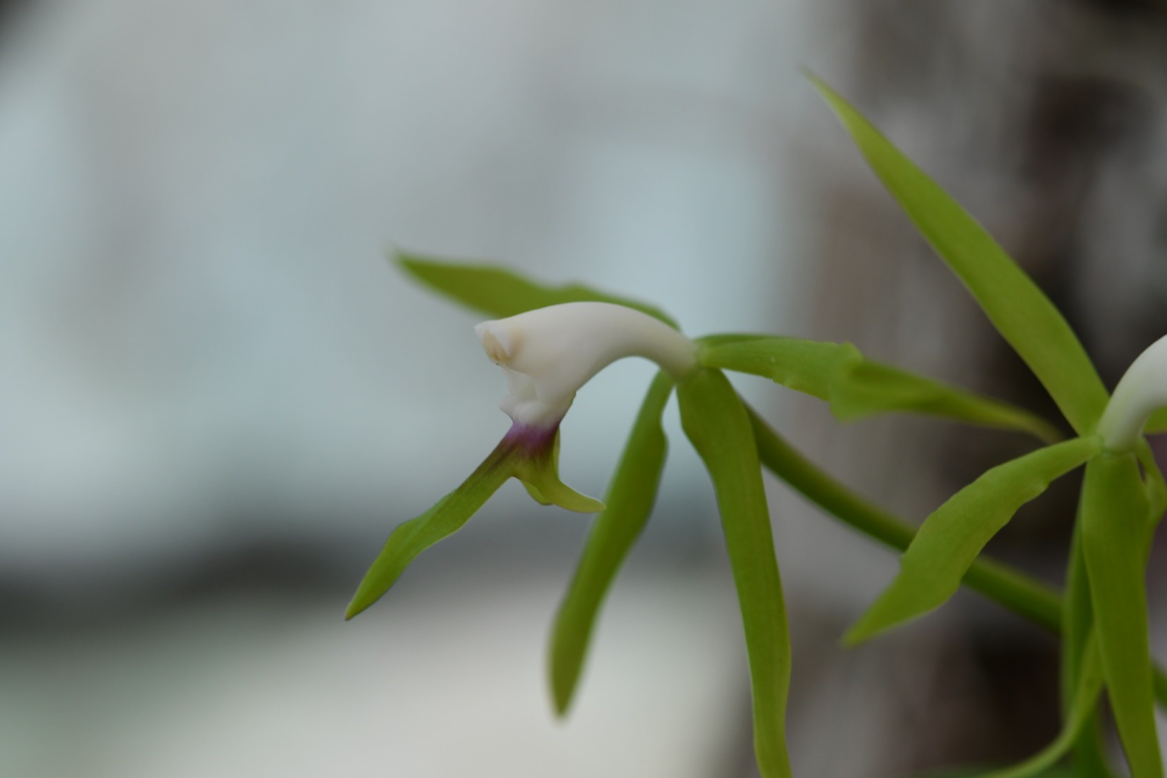 Epidendrum lacertinianum